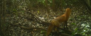 An image captured by a motion-activated field camera of a fox staring into the distance