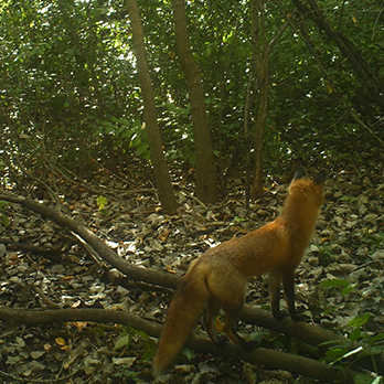 An image captured by a motion-activated field camera of a fox staring into the distance