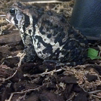 A toad
