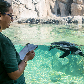 Animal Care staff observing a swimming penguin in exhibit