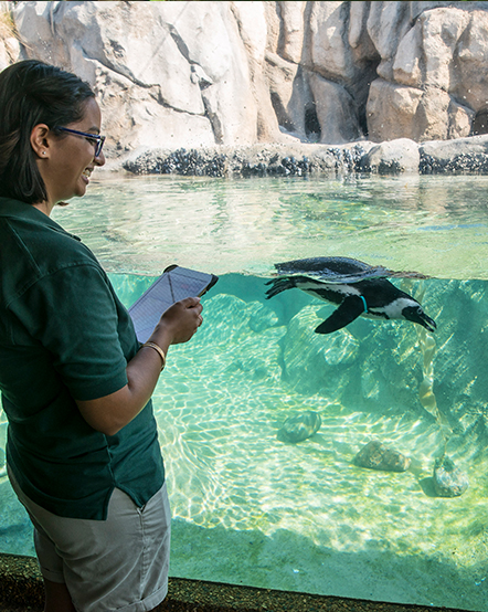 Animal Care staff observing a swimming penguin in exhibit