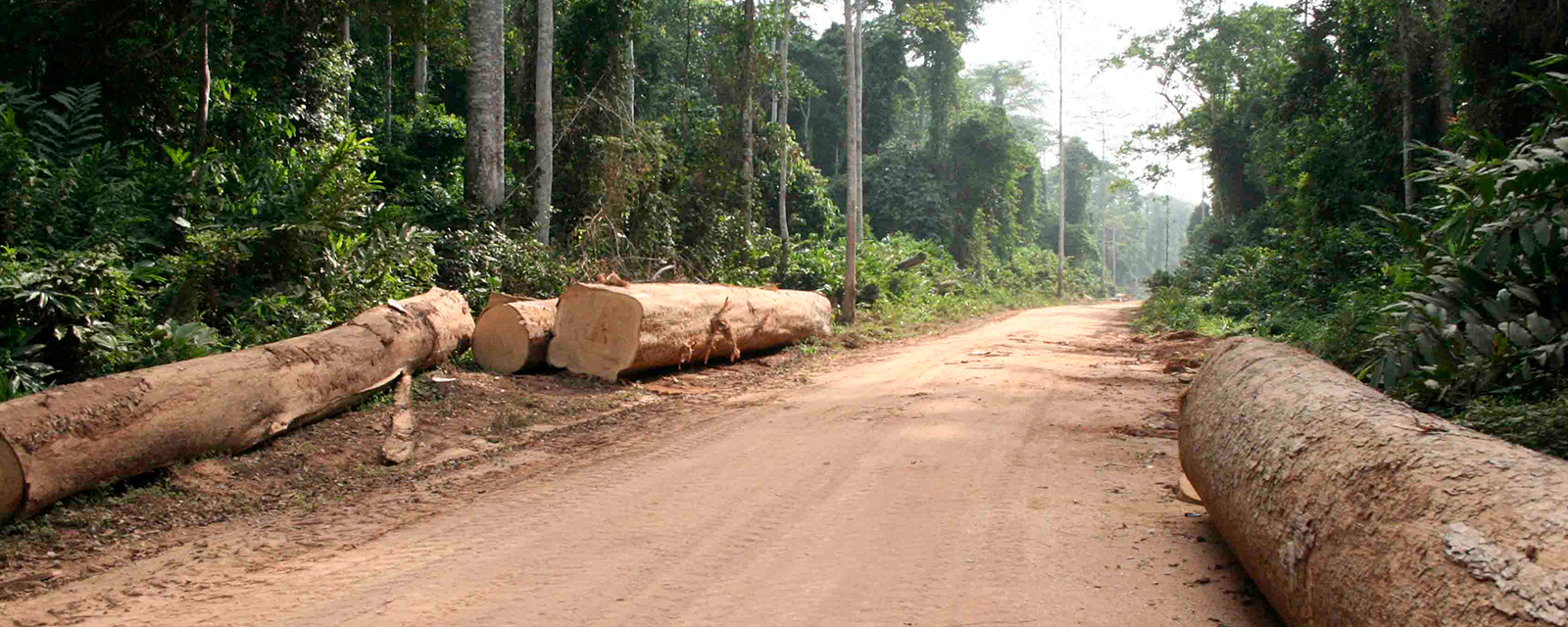A logging path cut through the African rainforest