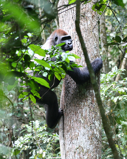 A wild gorilla hanging from a tree