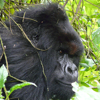 A wild mountain gorilla peering through the foliage