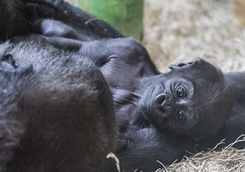 Baby western lowland gorilla lying with mom in exhibit