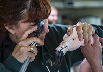 Animal Care staff tending to Chilean flamingo
