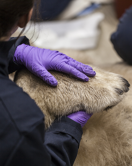 Animal Care staff holding a polar bear's paw