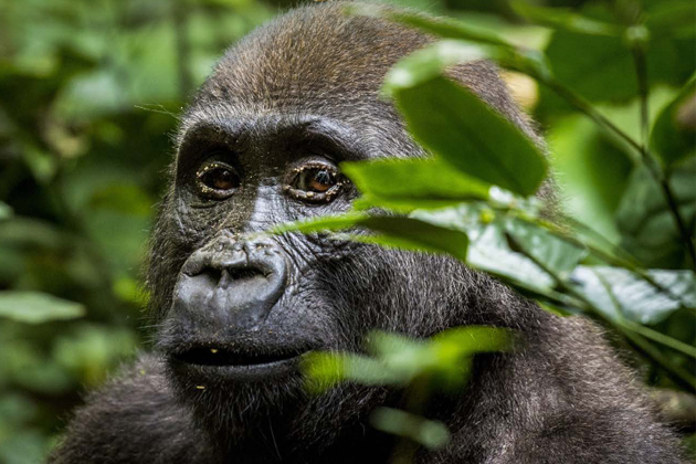 Western lowland gorilla in the wild