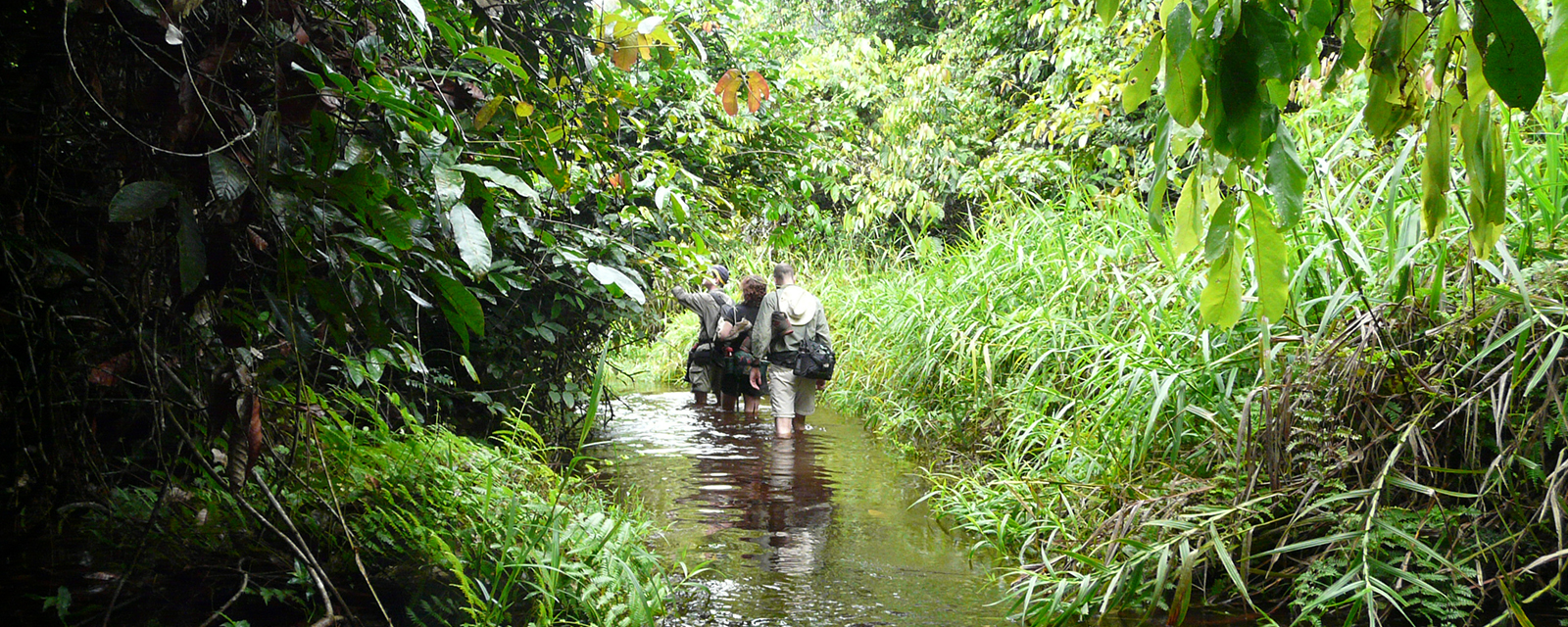 Zoo scientists trekking through the African rainforest
