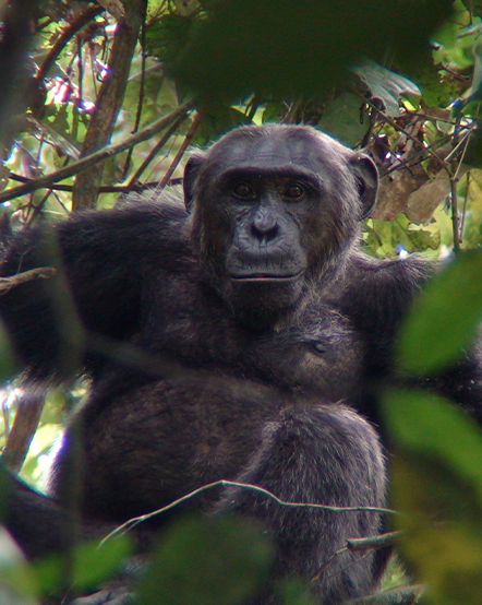 A wild chimpanzee peering through the foilage