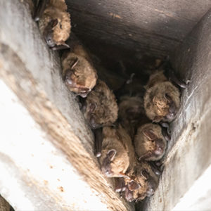 Multiple wild bats hanging from a wooden ceiling