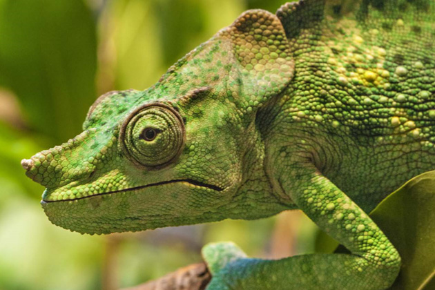 Meller's chameleon in exhibit