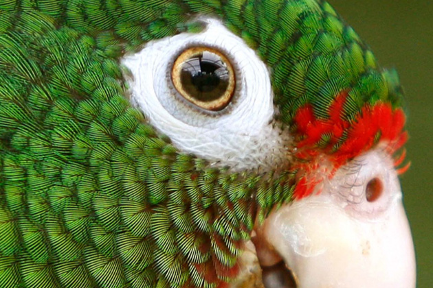 Close-up of a Puerto Rican parrot's eye