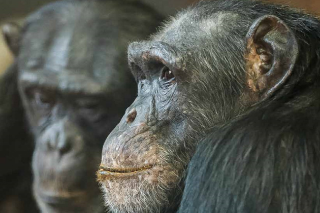 Two chimpanzees in exhibit