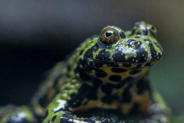 Oriental fire-bellied toad in exhibit