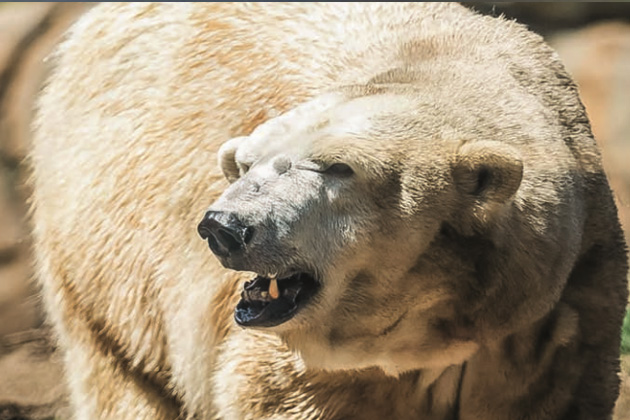 Polar bear in exhibit