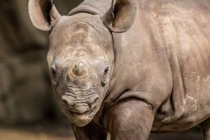 African rhino calf romeo in exhibit