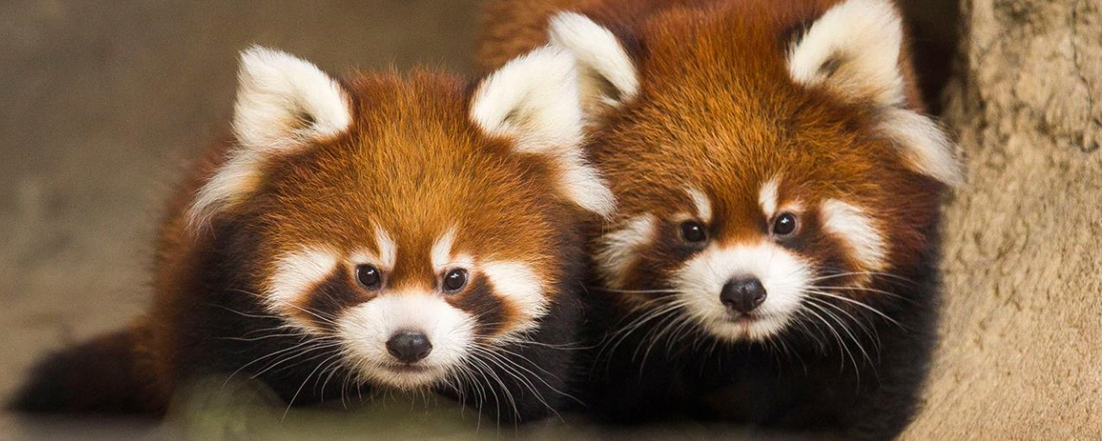 Two red pandas in exhibit