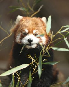 A red panda eating leaves in exhibit