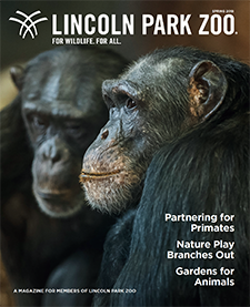Cover of Lincoln Park Zoo Magazine (Spring 2018 issue) featuring two chimpanzees