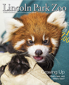 Cover of Lincoln Park Zoo Magazine (Winter 2015 issue) featuring a red panda