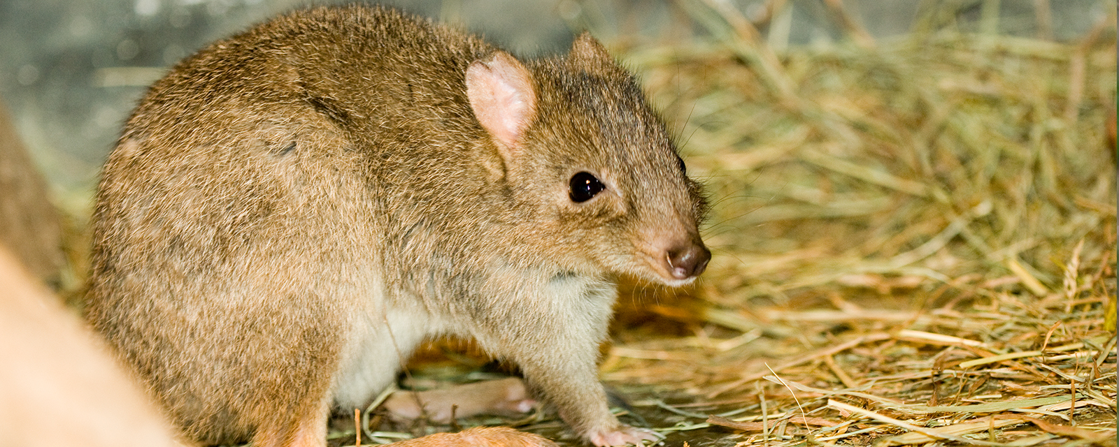 A bettong in exhibit