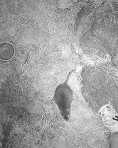 A view, from above, of a bettong in exhibit