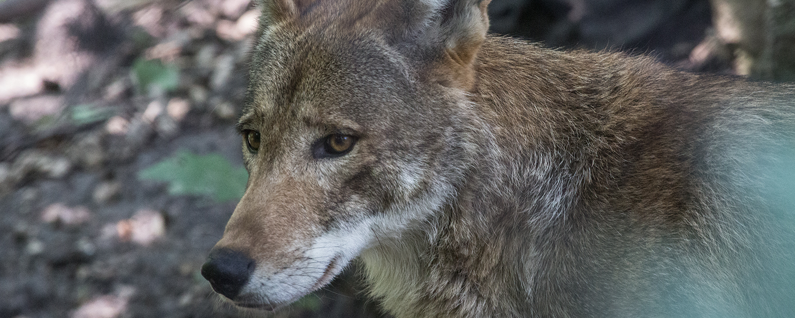 Red wolf in exhibit