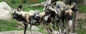 African painted dogs in exhibit