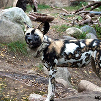 African painted dog in exhibit