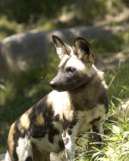 African painted dog in exhibit