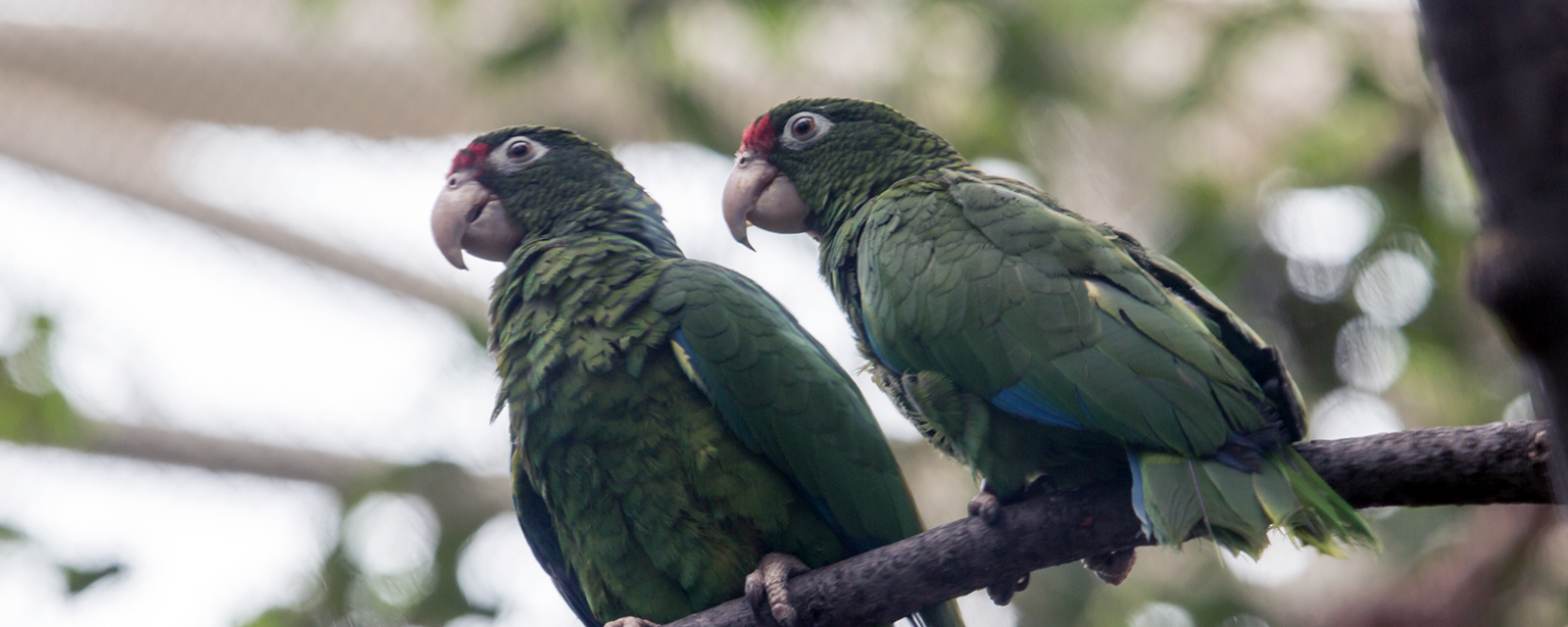 Protecting the Puerto Rican Parrot - Lincoln Park Zoo