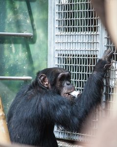 Chimpanzee in exhibit