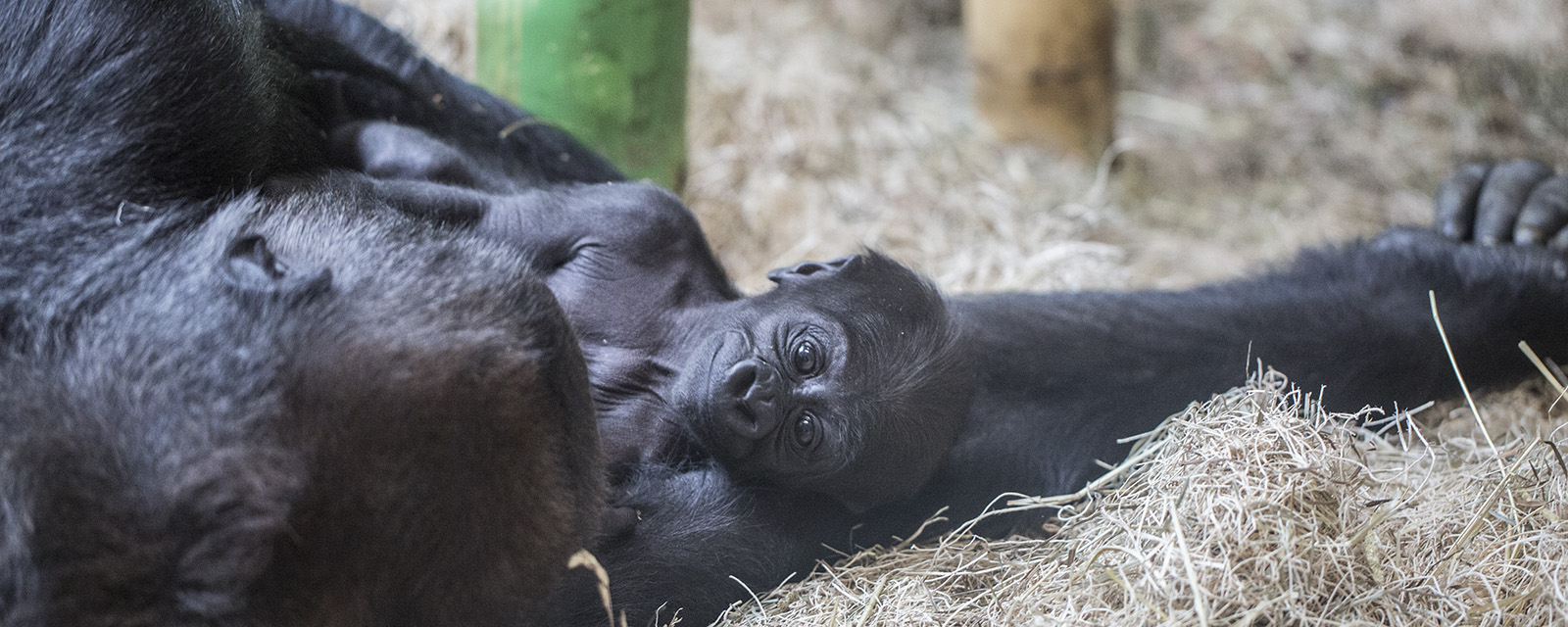Baby western lowland gorilla in exhibit