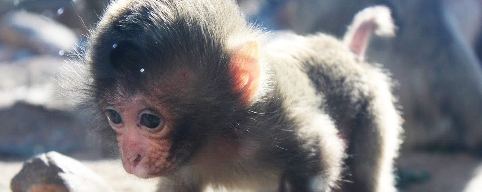 Little Rock Zoo announces two new baby monkeys