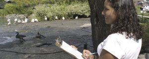 Person documenting behavior of Chilean flamingos at the zoo