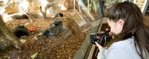 Person filming western lowland gorillas in exhibit