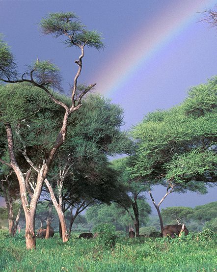 Herd of elephants grazing with a rainbow in the background