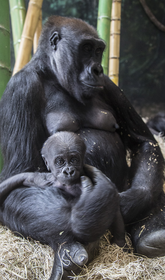 Baby western lowland gorilla with mom in exhibit