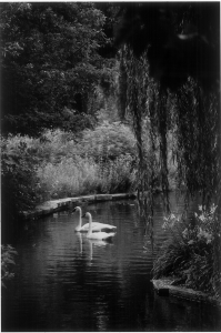 A historic black-and-white photo of the two animals at the zoo: a pair of swans