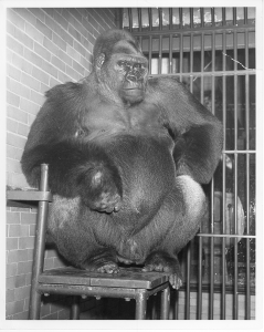 A historic black-and-white photo of Bushman the gorilla