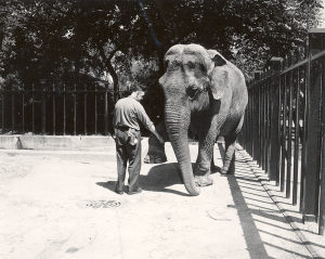 Old black-and-white photo of zoo staff with an elephant