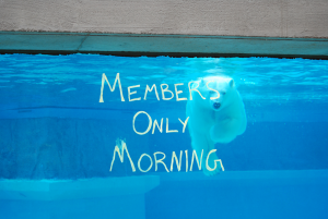 A polar bear swimming toward the viewing window. The words "Members Only Morning" appear on the glass.