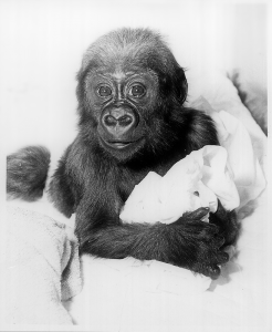 A historic black-and-white photo of Kumba the gorilla
