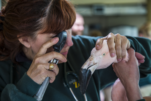 Animal Care staff examining a flamingo's eye