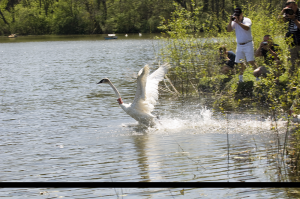 Zoo staff releasing a trumpeter swan into the wild
