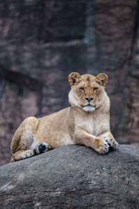 Female African lion lying on rock