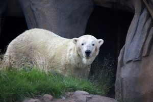 Siku the polar bear walks through his exhibit