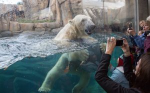 Guests watch Siku the polar bear swimming in his exhibit