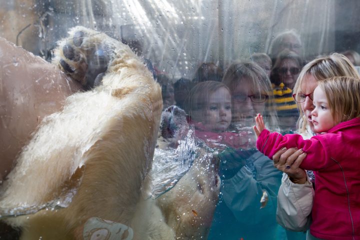 A child watches Siku the polar bear swimming in his exhibit